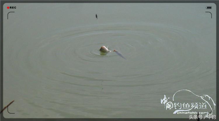 放流才有路亚的乐趣,放流能让资源更丰富