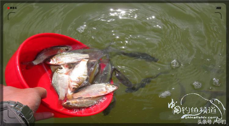 放流才有路亚的乐趣,放流能让资源更丰富