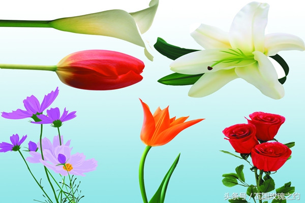 如何延长鲜切花花期,弗朗鲜切花花期长吗