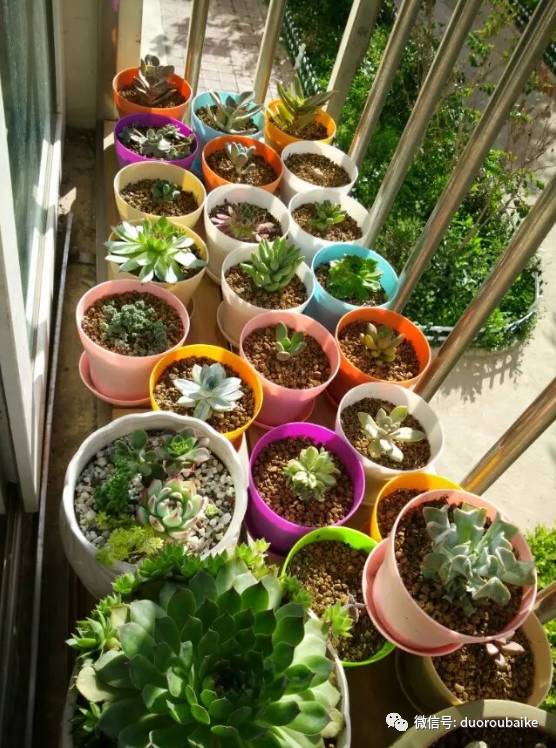 入多肉坑那些年踩过的误区,自从入了多肉坑