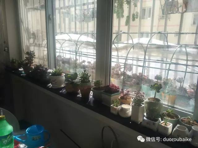 入多肉坑那些年踩过的误区,自从入了多肉坑