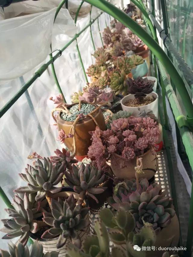 入多肉坑那些年踩过的误区,自从入了多肉坑