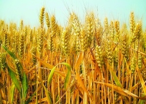 浅谈军粮一（纯干货）