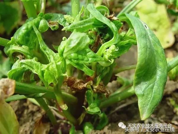 防治大豆病毒病的药剂有哪些,最新病毒病防治药剂