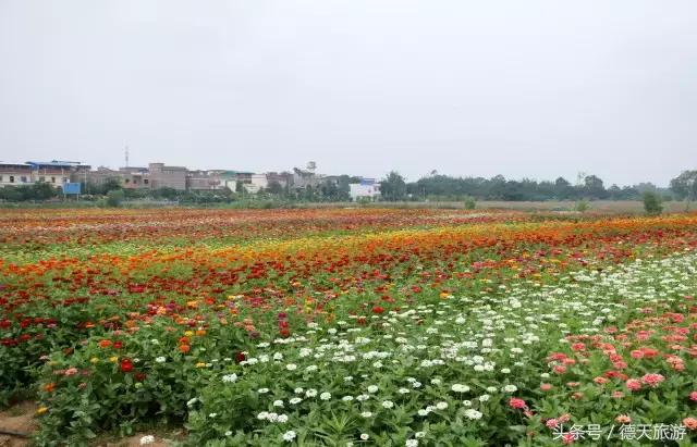 现在南宁去哪里赏花,南宁到武鸣采摘