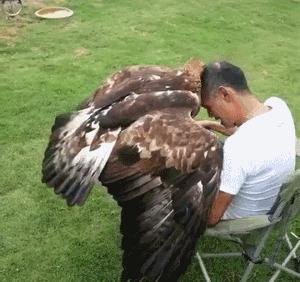 囧吐槽：撸猫影响学习，还是撸狗吧