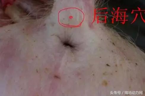母猪脱肛产后处理视频,哺乳母猪掉膘严重怎么办