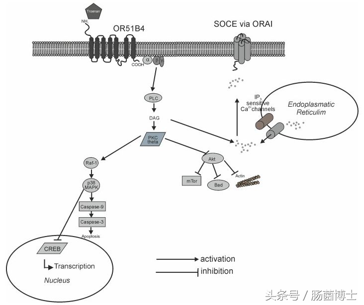 香氛疗法？有望成为结直肠癌治疗的一种新方法