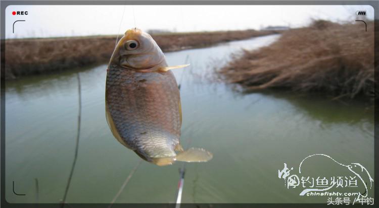 放流才有路亚的乐趣,放流能让资源更丰富