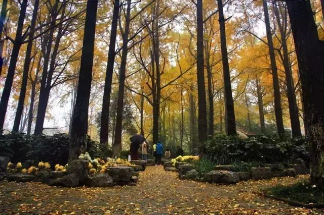 不花一分钱游遍中国,南京六个小众景点