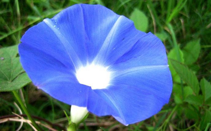 又到牵牛花的季节，它的种子有毒却是一味通三焦的中药