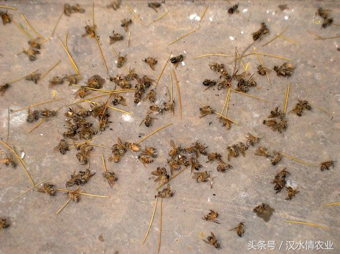 蜜蜂大战青蛙,蜜蜂大战蝴蝶