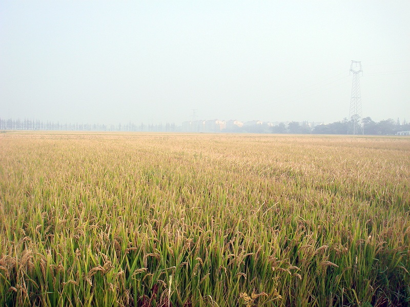 浅谈军粮一（纯干货）