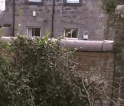 囧吐槽：撸猫影响学习，还是撸狗吧