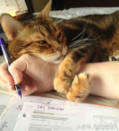 囧吐槽：撸猫影响学习，还是撸狗吧