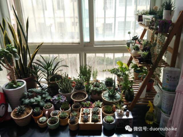入多肉坑那些年踩过的误区,自从入了多肉坑