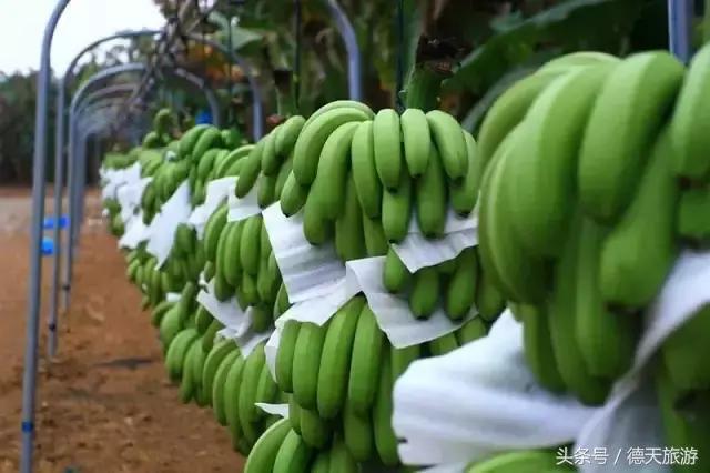 现在南宁去哪里赏花,南宁到武鸣采摘