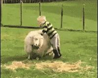 囧吐槽：撸猫影响学习，还是撸狗吧