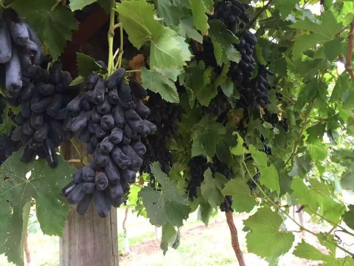 澳洲金手指黑提大概多少钱一斤,澳洲金手指黑提国内能种吗