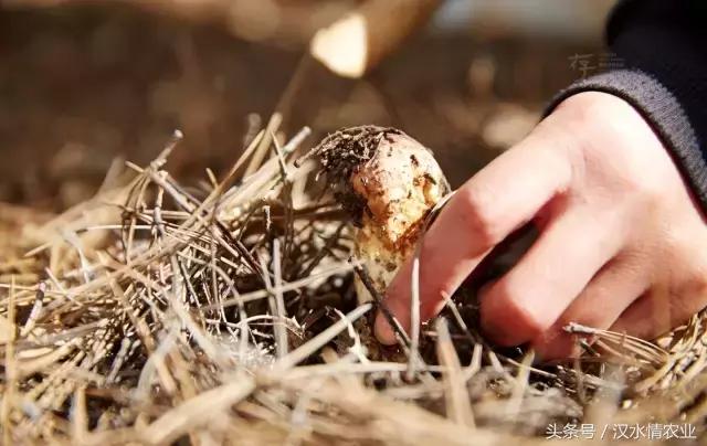 安康必吃的美食排行榜,安康最正宗的食物