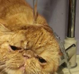 加菲猫被关进猫咪训练营,加菲猫最耻辱的时刻