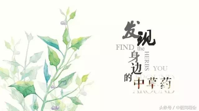 鏄庣湼鍠勭潗缇庣灣,鏄庣湼鍠勭潗娓呬附鑴变織