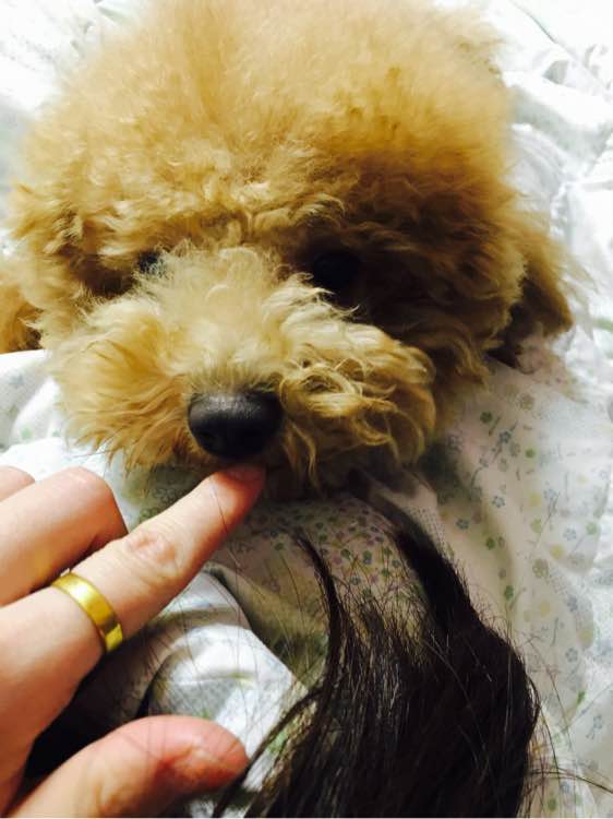 狗狗怀孕40天肚子多大泰迪,怀孕的狗狗生产要多久