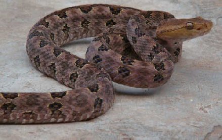 上山被毒蛇咬了如何自救,在野外被毒蛇咬伤如何自救