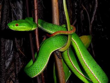 上山被毒蛇咬了如何自救,在野外被毒蛇咬伤如何自救