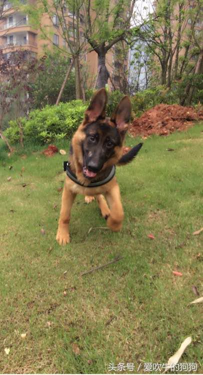 德牧幼犬趴蹄属于什么情况,三个月的幼犬趴蹄啥问题呢