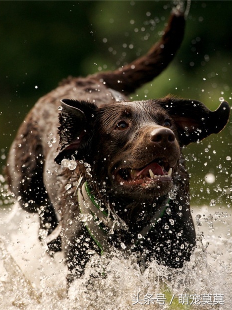 狗狗中暑了怎么办,狗狗中暑倒地抽搐
