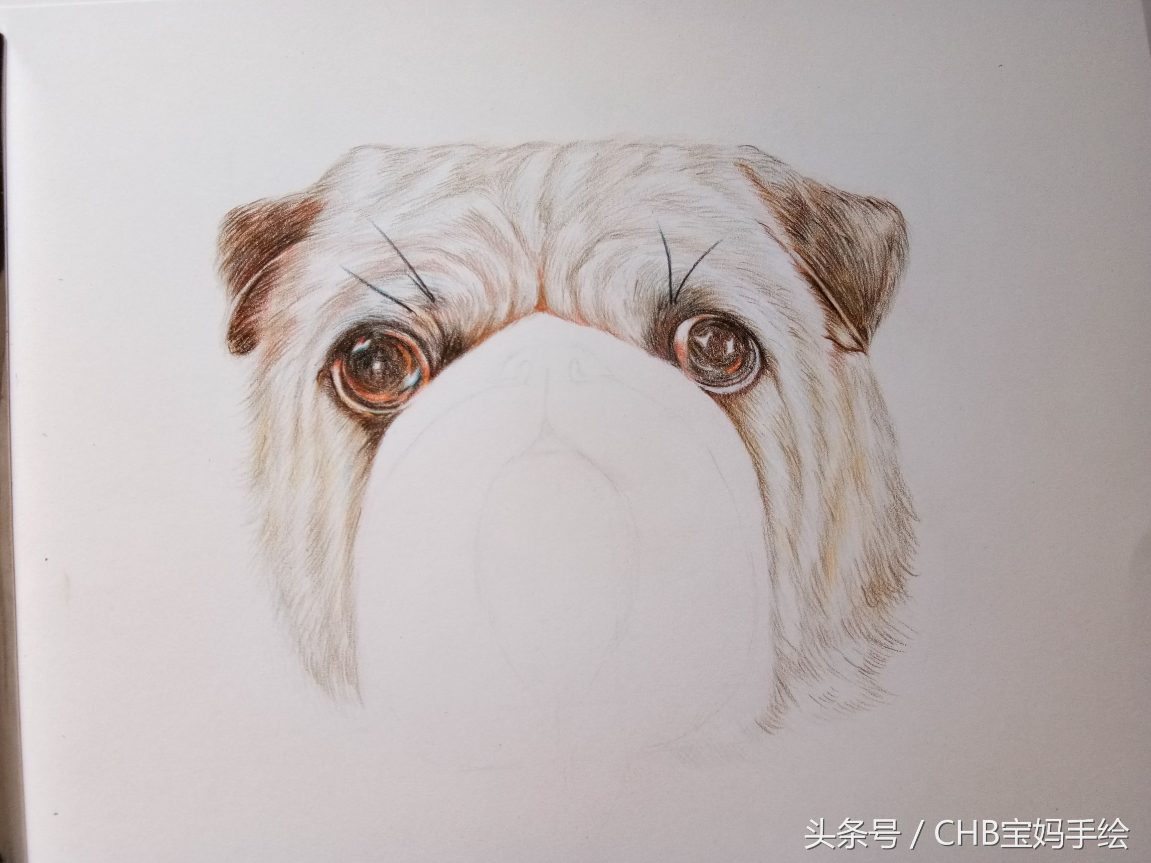 零基础学画漫画萌少女彩铅,零基础学铅笔画入门小狗