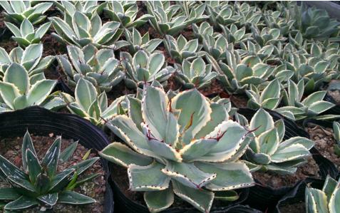 吉娃娃多肉植物有毒吗视频,金钱木多肉植物盆景有毒吗