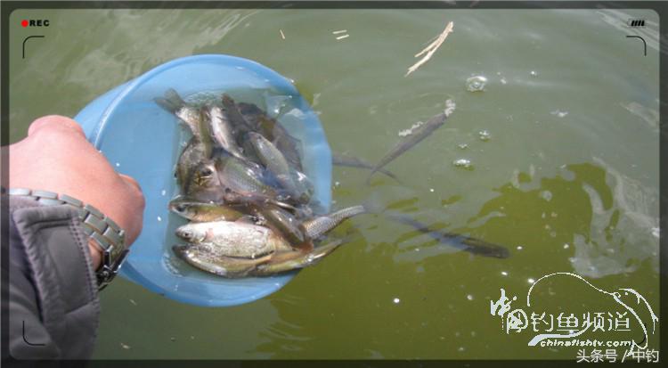 放流才有路亚的乐趣,放流能让资源更丰富