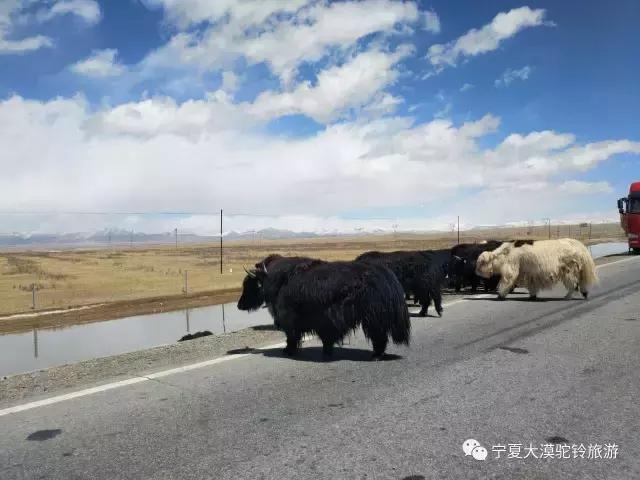 五月开始新的旅程,西北大漠驼铃