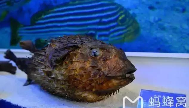 海南环线旅游攻略必去景点推荐,海南旅游攻略必去景点推荐日月湾