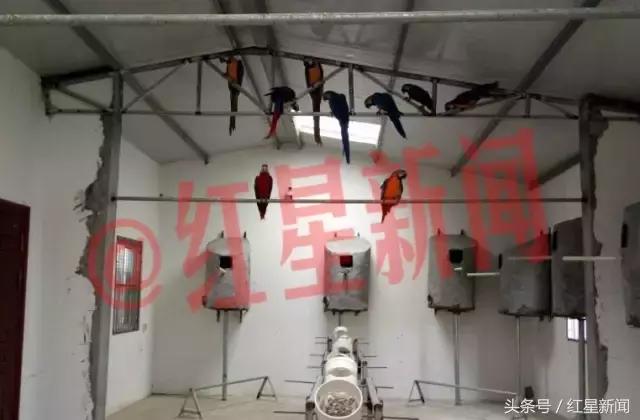 养鹦鹉被判刑的有多少,卖鸟被判10年
