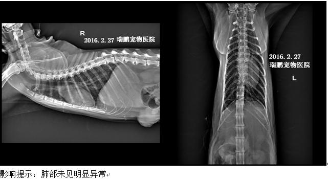 母猫乳腺肿块怎么治疗好,乳腺肿瘤最新研究结果