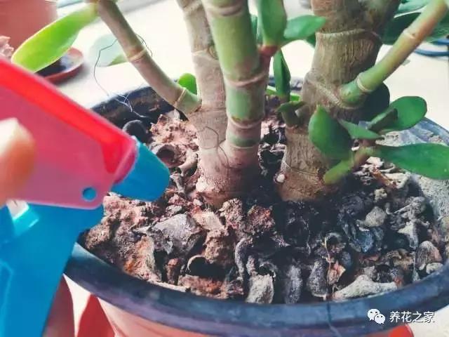 怎样知道花盆土壤酸碱度,怎样改变花盆的碱性