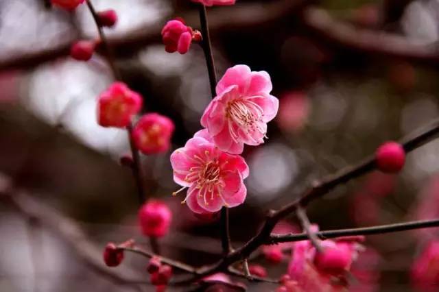 为什么说腊梅是梅花,陆游眼中的梅花是怎样的