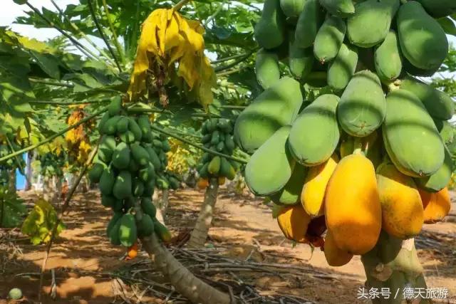 现在南宁去哪里赏花,南宁到武鸣采摘