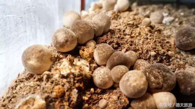 现在南宁去哪里赏花,南宁到武鸣采摘