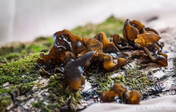 安康必吃的美食排行榜,安康最正宗的食物