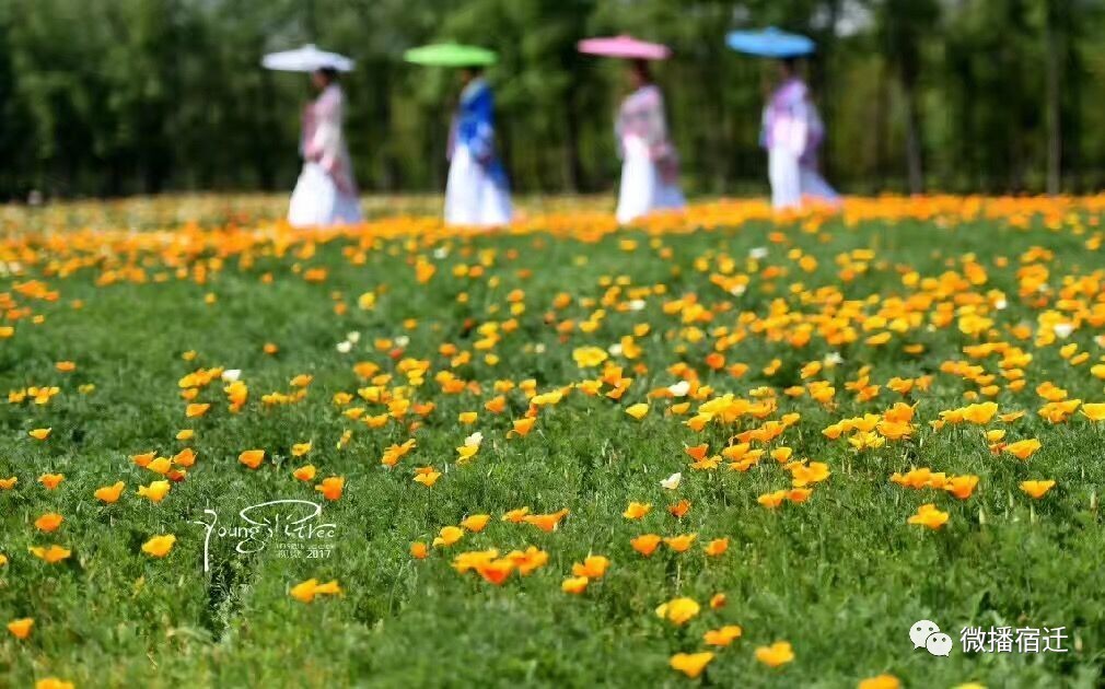 三台山五月盛开的花,5月宿迁三台山开什么花