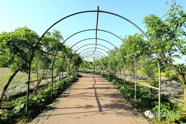 三台山五月盛开的花,5月宿迁三台山开什么花