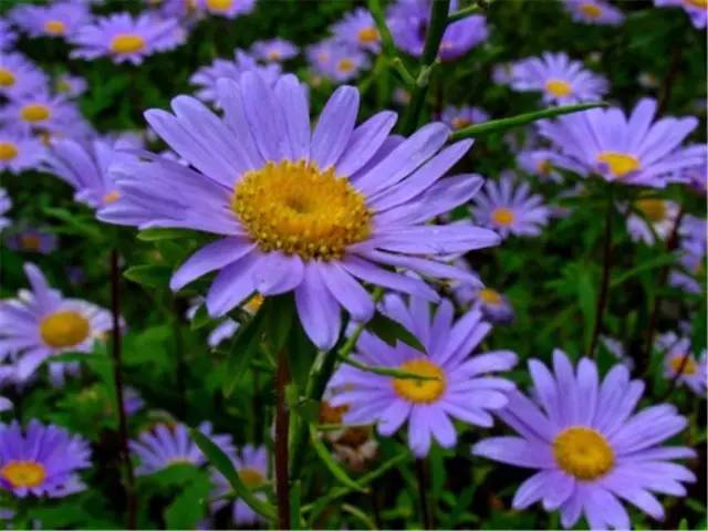 三台山五月盛开的花,5月宿迁三台山开什么花