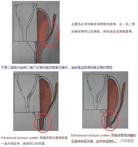 别人家狗尿我身上有什么说法,兽医谈狗尿