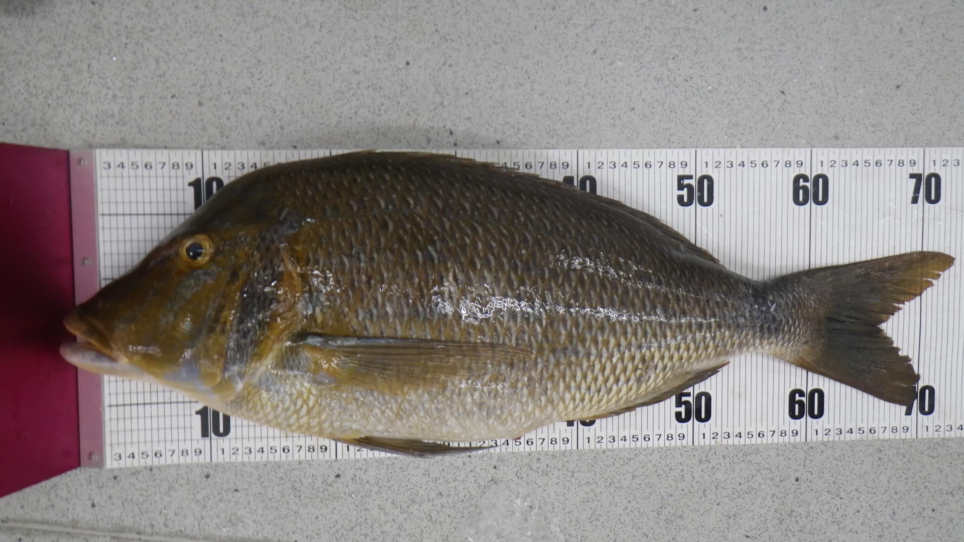 海钓必备的100种钓法,新手海钓怎么钓提高中鱼率