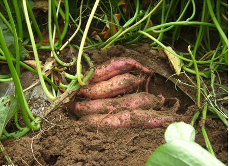 吃什么对白癜风最好,哪些食物对白癜风患者最好