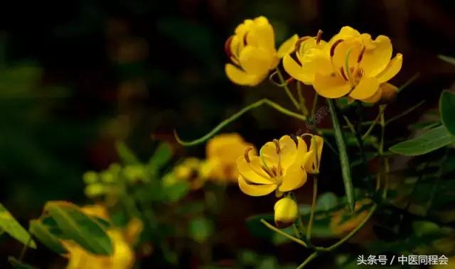 鏄庣湼鍠勭潗缇庣灣,鏄庣湼鍠勭潗娓呬附鑴变織